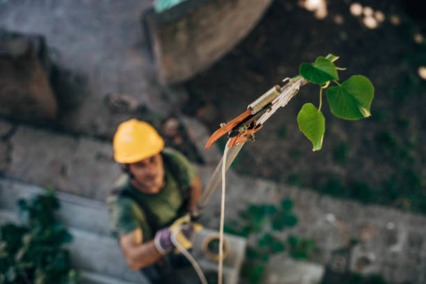 Best Storm Damage Tree Cleanup  in Chamblee, GA