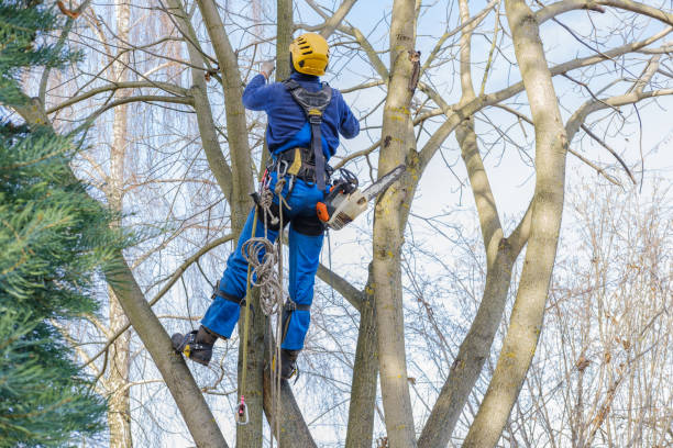 Best Tree Trimming and Pruning  in Chamblee, GA