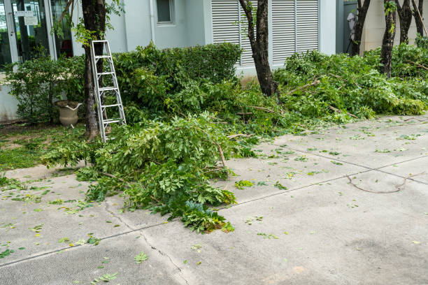 Best Palm Tree Trimming  in Chamblee, GA