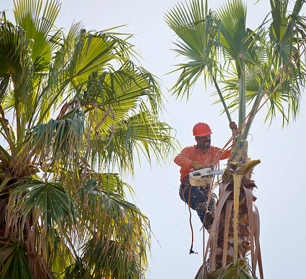 Best Tree Health Inspection  in Chamblee, GA