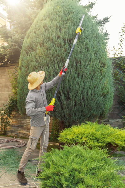 Lawn Renovation and Restoration in Chamblee, GA